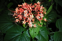 Clerodendrum paniculatum